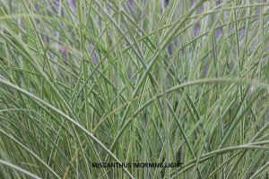 Miscanthus 'Morning Light' - Detail